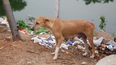 Büyük çöp yığını içinde su var.