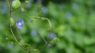 makro çiçek (çiçek bahçesi))