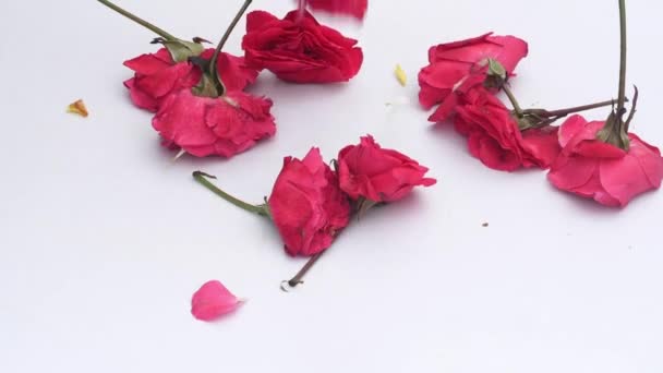 Valentine Day Red Rose Flowers — Stock Video