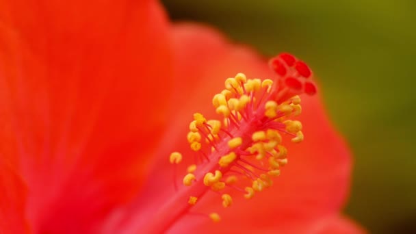 Červená Ibiškový Květ Detailní — Stock video