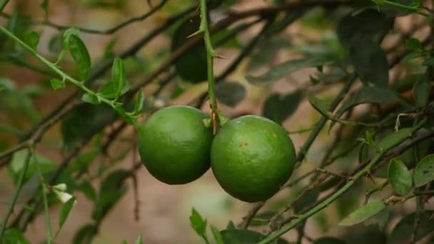 Διπλά Στρογγυλά Πράσινα Φρούτα Ασβέστη Που Συνδέονται Ένα Στέλεχος — Αρχείο Βίντεο