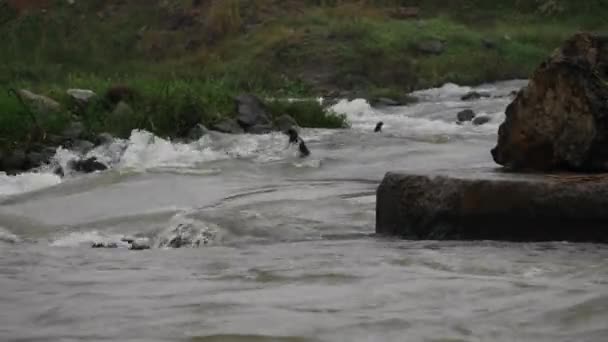 Ein Sprudelnder Fluss Mit Einem Großen Stein Dazwischen Spirogyra Oberfläche — Stockvideo