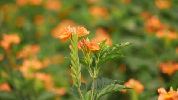 Nahaufnahme Wunderschöner Orangefarbener Blüten Die Sich Wind Wiegen — Stockvideo
