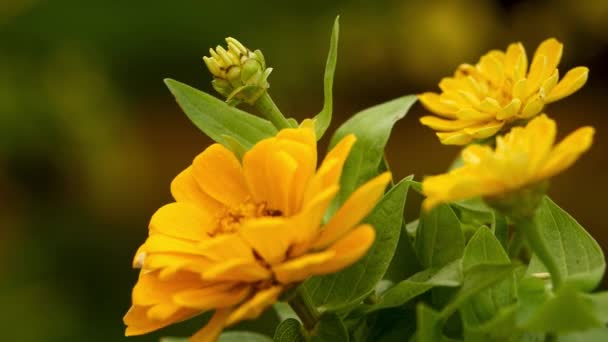 Flor Amarela Fundo Verde — Vídeo de Stock