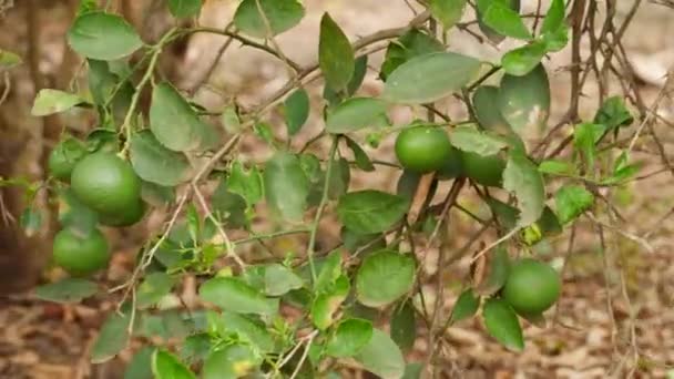 Runde Grüne Limettenfrüchte Verzehrten Einen Teil Der Blätter — Stockvideo