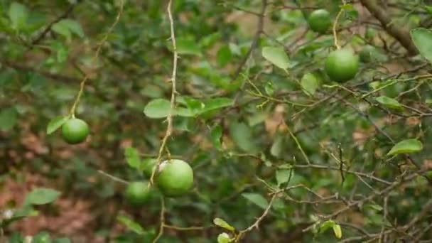 Hängende Zitronenfrüchte Blätterlosen Zweigen — Stockvideo