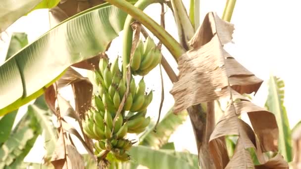 Банановые Листья Куча Незрелых Бананов Свисающих Одного Ветвей — стоковое видео