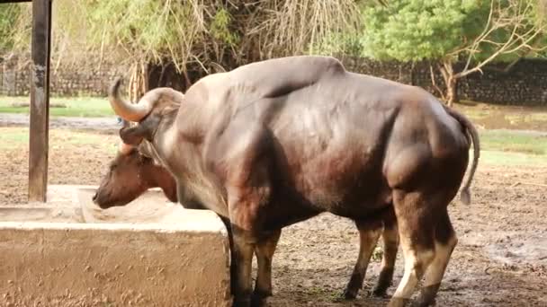 Dois Búfalos Alimentação Lado Lado — Vídeo de Stock