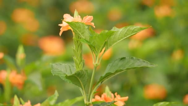 Zavřít Zachycení Krásné Oranžové Květiny Rozmazané Skupiny Květin Pozadí Vzduch — Stock video