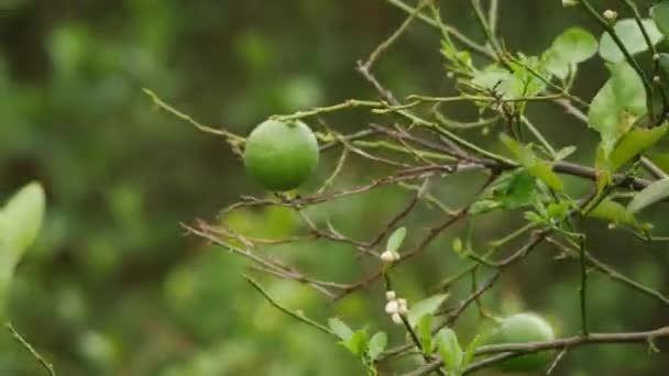 Herangezoomt Einzelne Grüne Lindenfrüchte Halbblättrige Zweige — Stockvideo