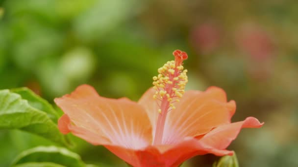 Red Hibiscus Flower Closeup Slow Motion — Stock Video