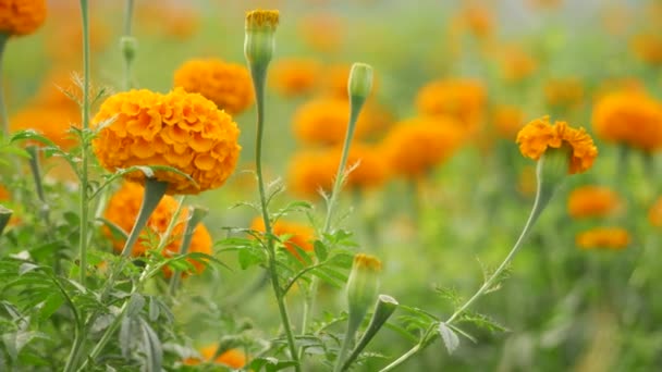 Bloeiende Oranje Goudsbloem Leaft Stam Wazig Tuin Achtergrond — Stockvideo