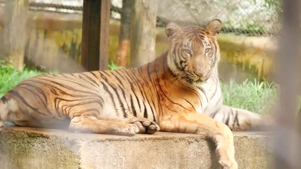 Boční Pohled Celé Tělo Tygr — Stock video