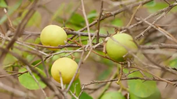Дозріти Плоди Лайма Гілках Сухого Струшування Дерев — стокове відео