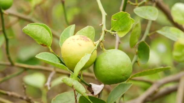 Reife Limettenfrüchte Weht Zitrusfrucht Zweig — Stockvideo