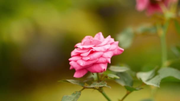 Розовый Цветок Розы Закрыть Замедленной Съемкой — стоковое видео