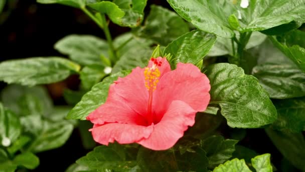 Czerwony Kwiat Hibiskusa Liśćmi — Wideo stockowe