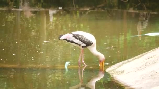 Two Birds Feeding Swamp — Stock Video