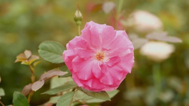 Рожева Квітка Троянди Крупним Планом Повільним Рухом — стокове відео