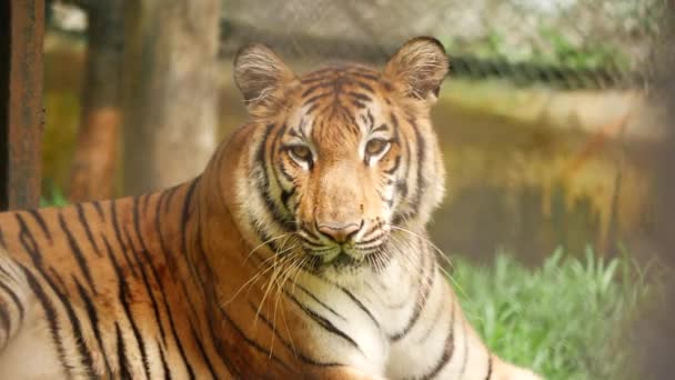 Medio Cuerpo Vista Frontal Tigre — Vídeos de Stock