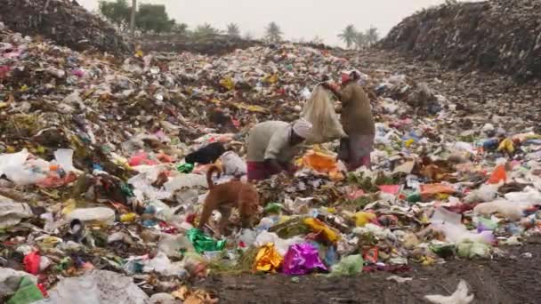 Dois Homens Tentando Encontrar Algo Útil Lixo Cães Tentando Encontrar — Vídeo de Stock