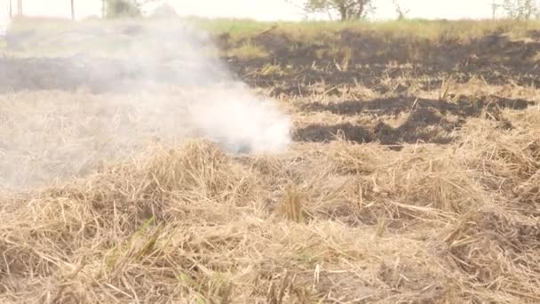 Feu Éteint Sur Des Buissons Secs Dégageant Fumée Buissons Humides — Video