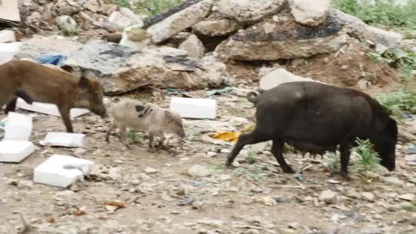 Tumpukan Besar Sampah Dengan Air Dan Babi Polusi Air — Stok Video