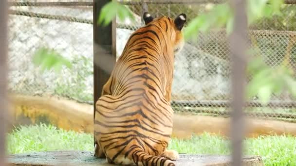 Achteraanzicht Zittend Tiger Zoo — Stockvideo