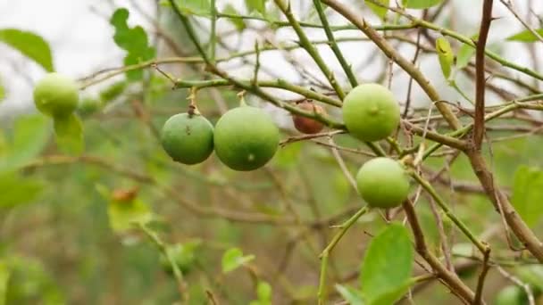 Vert Citron Branche Soufflante — Video