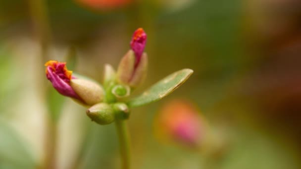 Flor Roja Brotes Jardín — Vídeo de stock