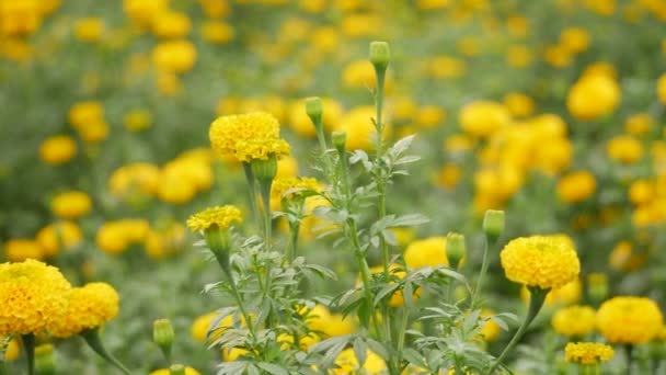 Żółty Dojrzały Niedojrzały Ogród Marigold Efekt Bryzy — Wideo stockowe