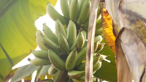 Einfangen Von Unreifen Bananen Und Blättern — Stockvideo