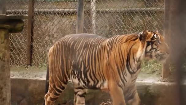 Полный Ритм Тигр Зоопарке — стоковое видео