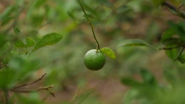Звучит Одиноко Цветущие Плоды Размытом Зеленом Фоне — стоковое видео