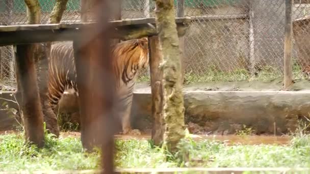 Tiger Přecházení Předního Pohledu Zezadu — Stock video