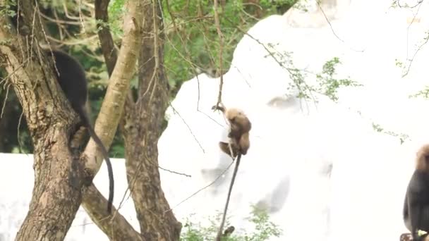 Macacos Escalando Árvore Floresta — Vídeo de Stock