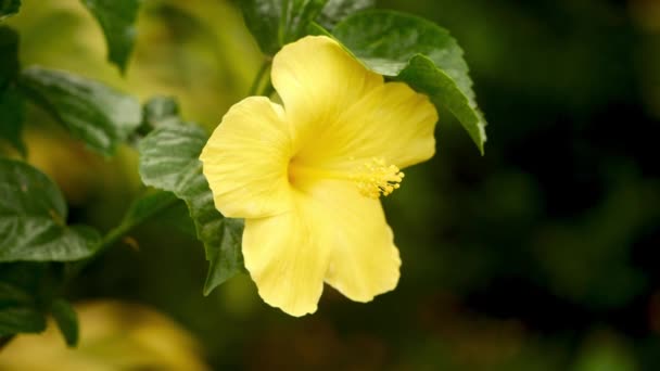 Flor Hibisco Amarelo Avermelhado Jardim — Vídeo de Stock