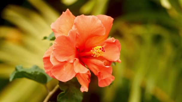 Red Hibiscus Flowerin Garden — Stock Video
