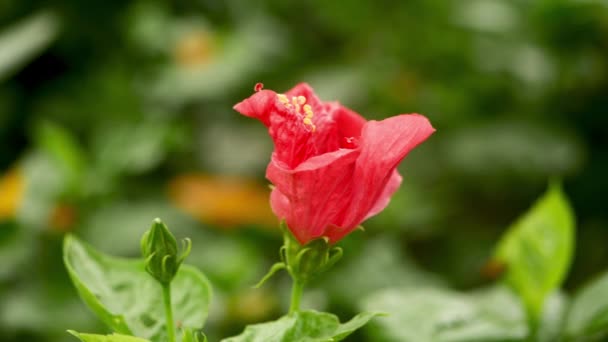 Красный Гибискус Цветок Утреннее Время — стоковое видео