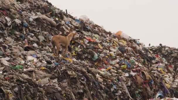 Cão Andando Uma Área Lixo — Vídeo de Stock