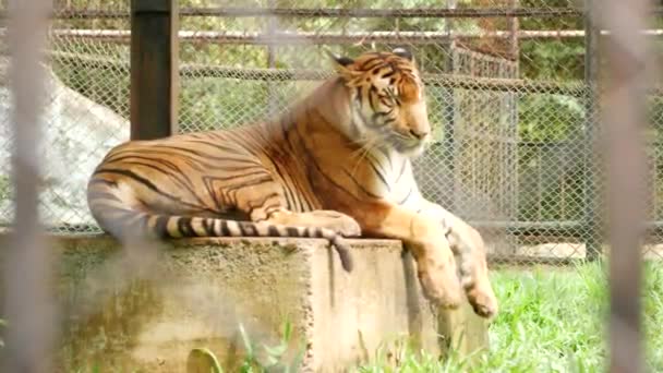 Kąt Tułowia Tygrys Siedzi — Wideo stockowe
