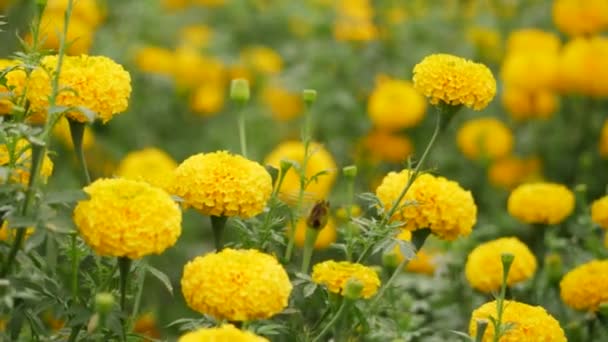 Blowing Yellow Marigold Flower Garden Blurring Background — Stock Video