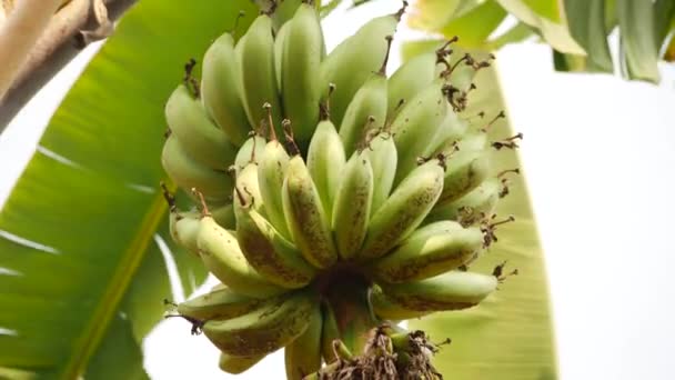 Downside Cattura Mucchio Banana Cielo Sue Foglie Sullo Sfondo — Video Stock