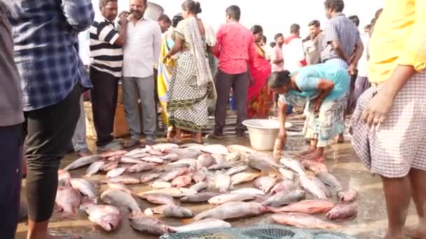 Menschen Die Krächzende Fische Auf Dem Boden Große Pfannen Verpacken — Stockvideo