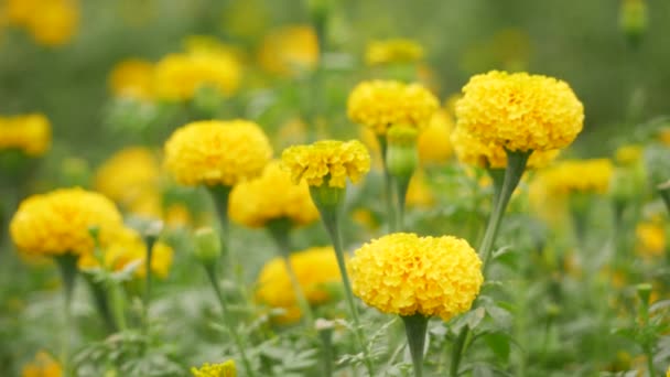 Blooming Yellow Marigold Flower Garden Blowing Slightly — Stock Video