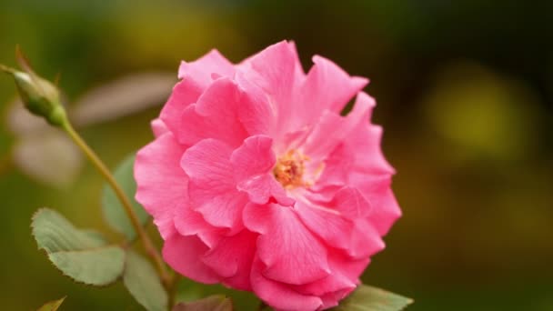 Whitepink Floare Trandafir Aproape Mișcare Lentă — Videoclip de stoc