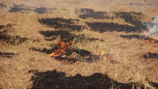 Fuego Quema Arbustos Secos Humo Que Contamina Aire — Vídeos de Stock