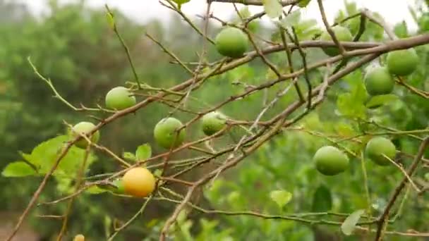 Reife Limettenfrüchte Auf Blätterlosen Zweigen — Stockvideo