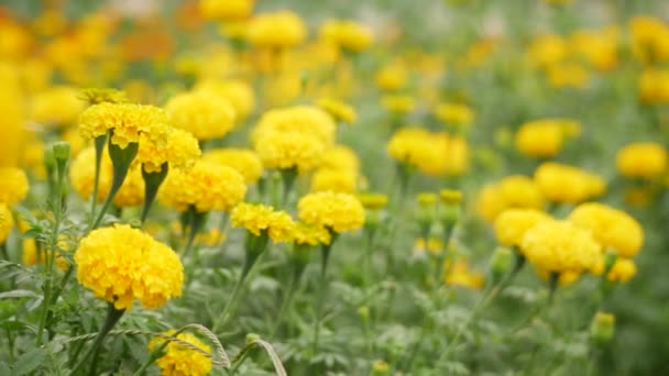 Mírně Ohnutý Žlutý Květ Rozmazané Zahrady Pozadí Vánek Efekt — Stock video