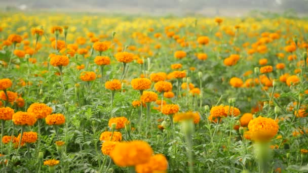 Zoomed Fuera Brillante Naranja Caléndula Flor Jardín Amarillo Flor Fondo — Vídeos de Stock